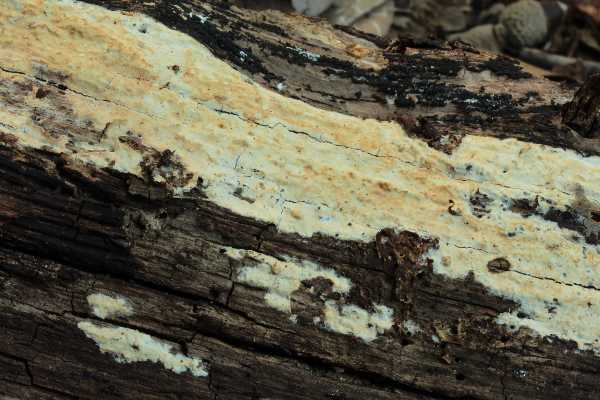 Phanerochaete martelliana ? (P. martelliana)